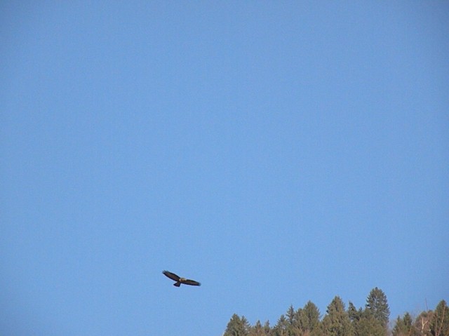 dalla finestra di casa...